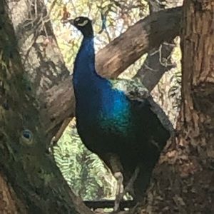 Meet your Posher, Diana